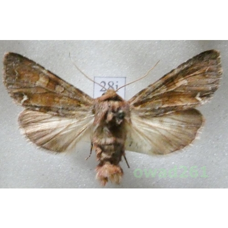 Ceramica pisi (Linnaeus, 1758) Czech28i